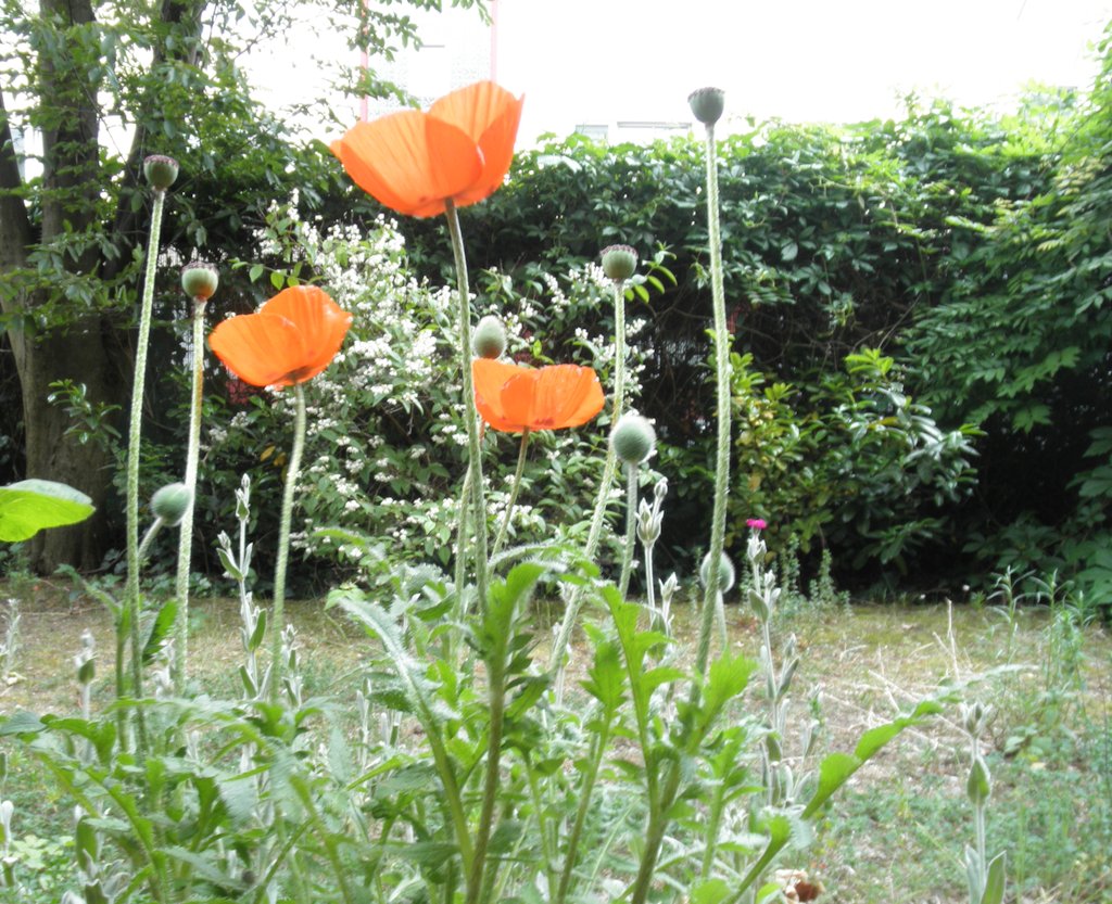 Klatschmohn